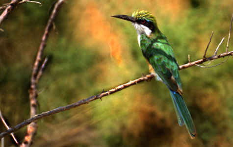 somali bee eater