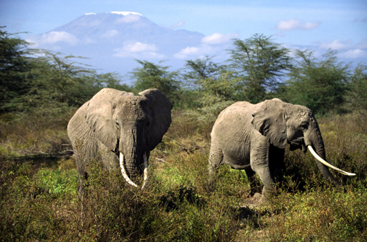 elephants at Kilimanjaro