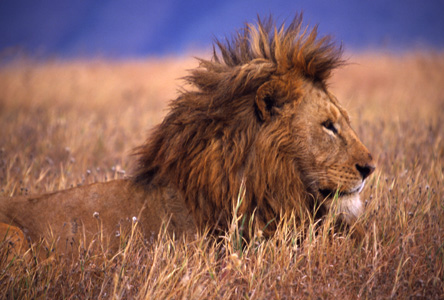 lion in morning