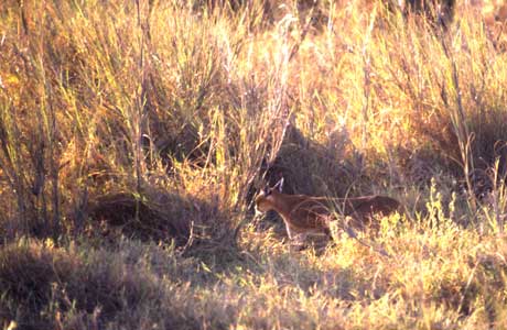 Caracal