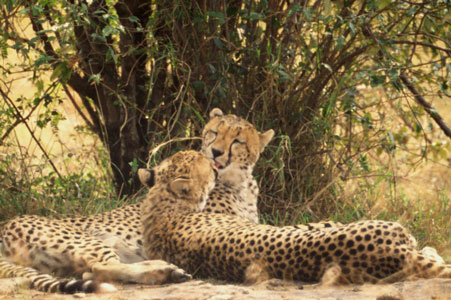 cheetah 1