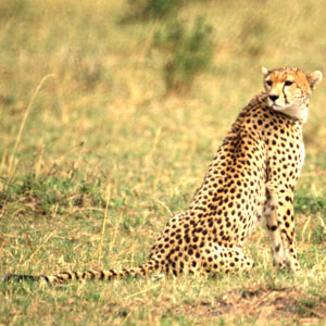 Cheetah 2