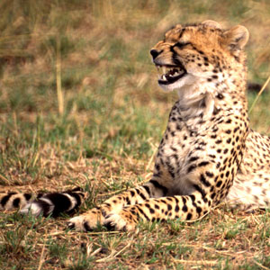 Cheetah 4
