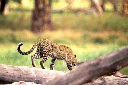 Leopard 1