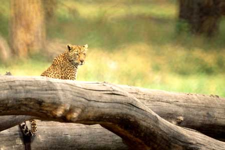 Leopard 2