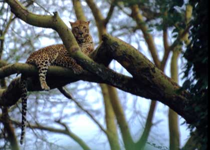 Leopard 3