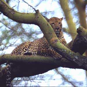 Leopard 4