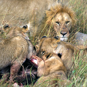 Lion 1