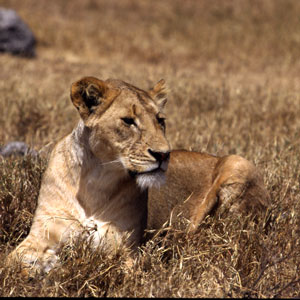 Lion 3