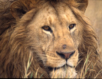 Lion 4