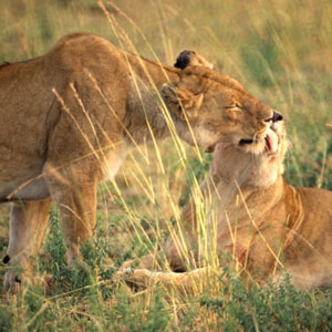 Lion 5