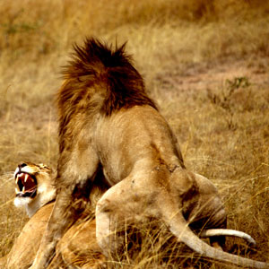 Lion 6