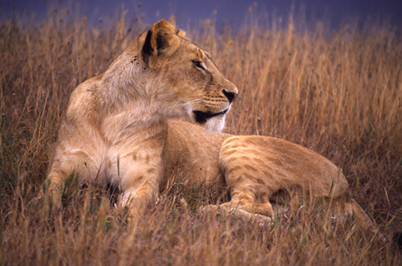 Lioness