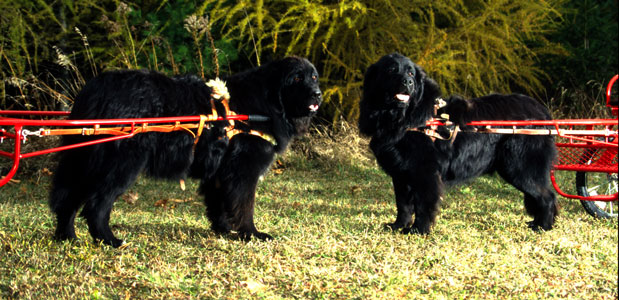 newfoundland2