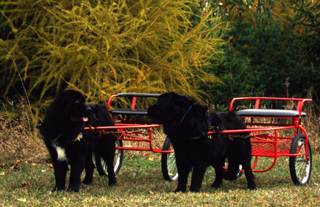 newfoundland3