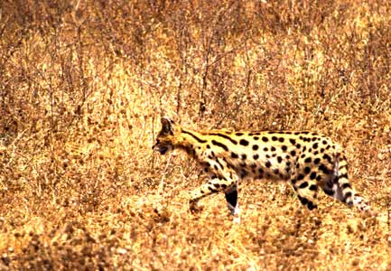 Serval 1