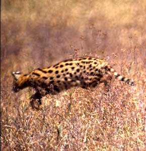 Serval 2