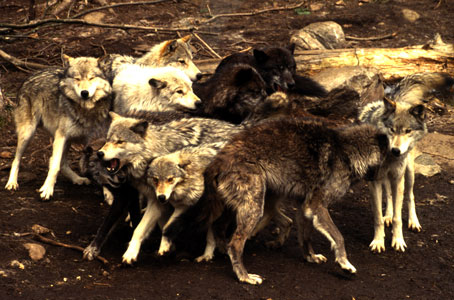 wolf 1