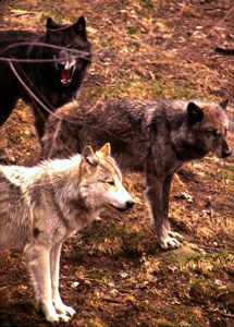 wolf2