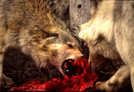 wolf3