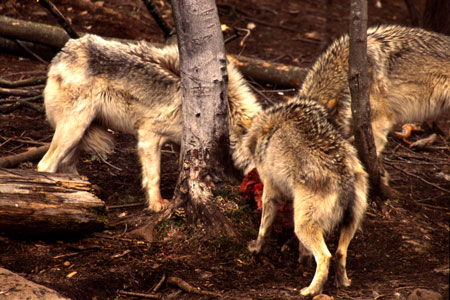 wolf4