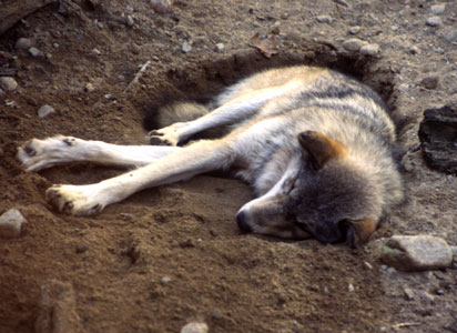 wolf5