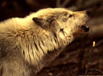 wolf6